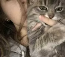 قط شيرازي للبيع