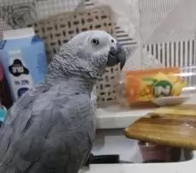 ببغاء كاسكو افريقي للبيع
