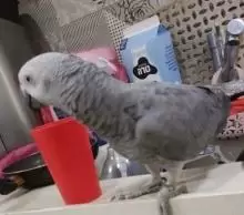 ببغاء كاسكو افريقي للبيع