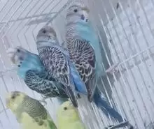 عصافير حب للبيع