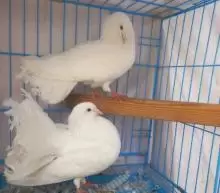 حمام هزاز ابيض نخب
