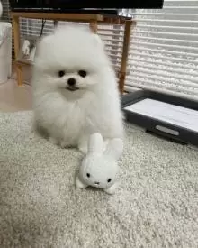Lovely Pomeranian puppies