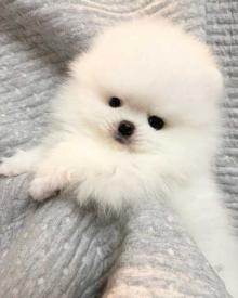 Pomeranian puppies